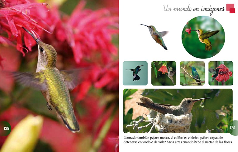 Patapum | Los Animales Del Mundo Libros Lu4