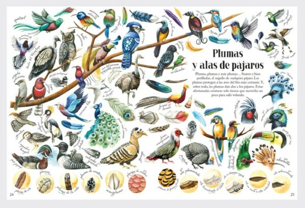 Patapum | Formas Y Patrones De La Naturaleza Libros Albatros Media3