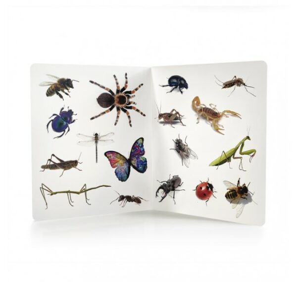 Patapum | Animales Libros Nowordbooks2