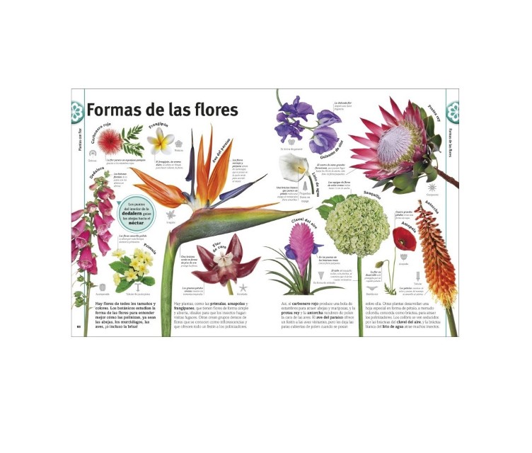 Patapum | El Libro De Las Flores Y Los Arboles Libros Dk2