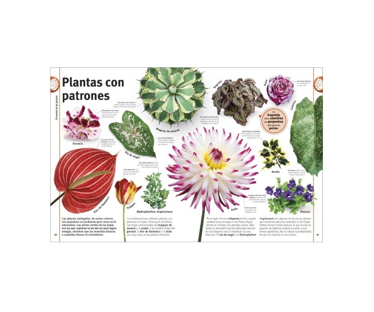 Patapum | El Libro De Las Flores Y Los Arboles Libros Dk3