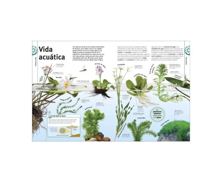 Patapum | El Libro De Las Flores Y Los Arboles Libros Dk4