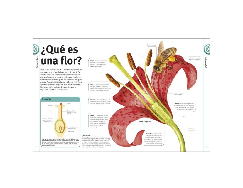 Patapum | El Libro De Las Flores Y Los Arboles Libros Dk6